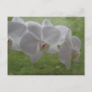White Orchid Postcard