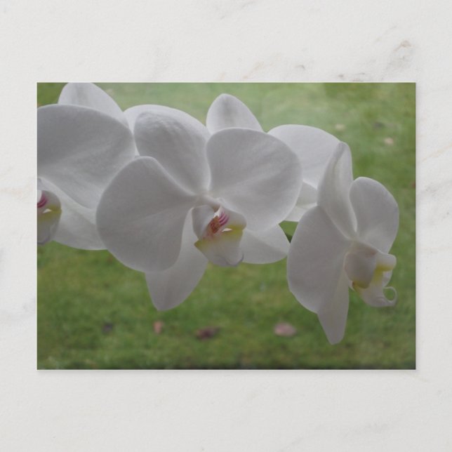 White Orchid Postcard (Front)