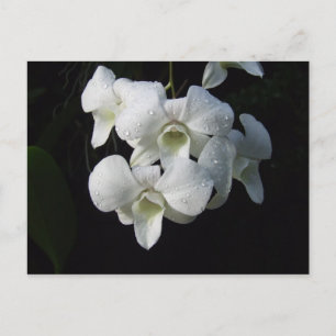 White Orchid Postcard