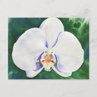 White Orchid