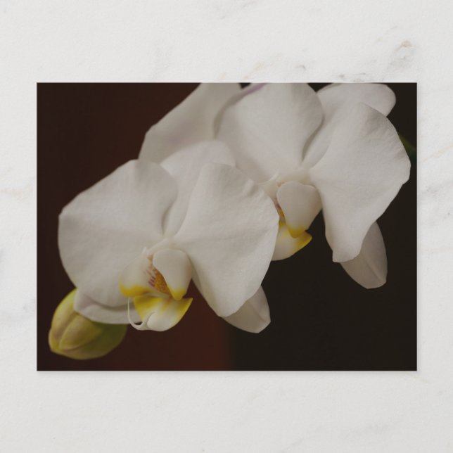 White Orchid Postcard (Front)