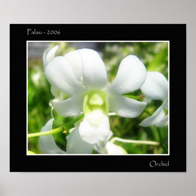 White Orchid Poster (Front)