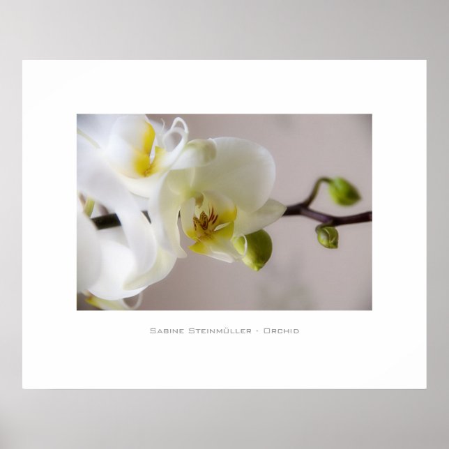 White Orchid • Poster (Front)