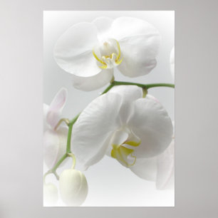 White orchid print