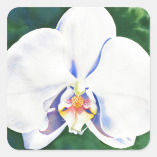 White Orchid Square Sticker