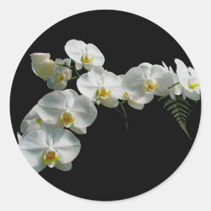 White Orchid Stickers