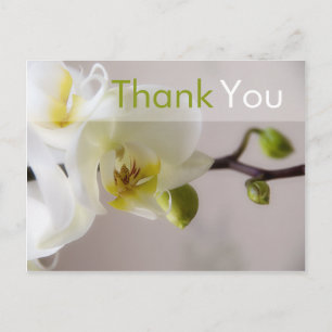 White Orchid • Thank You Postcard