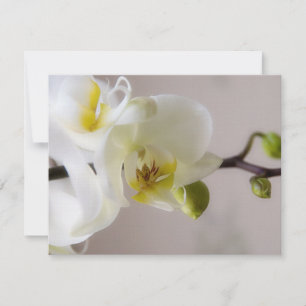 White Orchid • Wedding Invitation RSVP