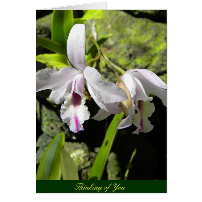 White Orchids (Front)