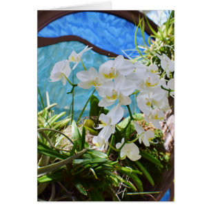 "White Orchids"