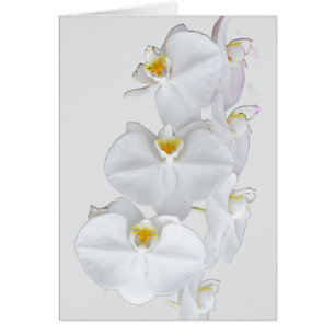 White Orchids