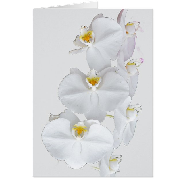 White Orchids  (Front)