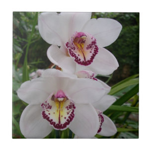 White Orchids Beautiful Tropical Flowers Ceramic Tile