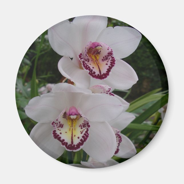 White Orchids Beautiful Tropical Flowers Magnet (Front)