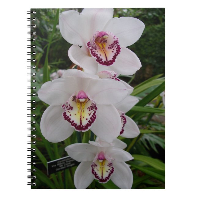 White Orchids Beautiful Tropical Flowers Notebook (Front)