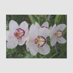 White Orchids Beautiful Tropical Flowers Tissue Paper