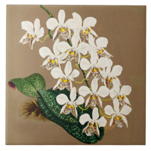 White Orchids Botanical Print, Tan Background Ceramic Tile