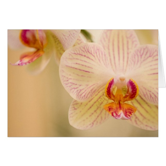 White Orchids Cards (Front Horizontal)