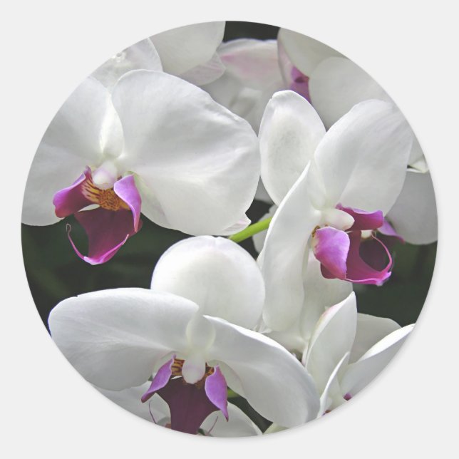 White Orchids Classic Round Sticker (Front)