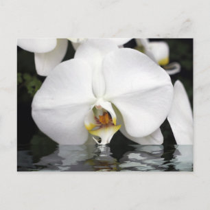 White Orchids Emerging from Water Postcard