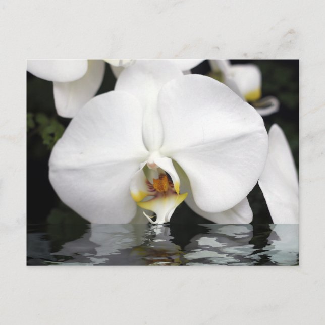 White Orchids Emerging from Water Postcard (Front)