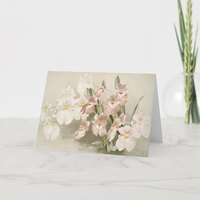 White Orchids Flower Vintage Old Illustration Card (Front)