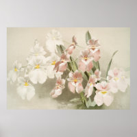 White Orchids Flower Vintage Old Illustration