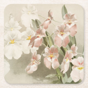White Orchids Flower Vintage Old Illustration Square Paper Coaster