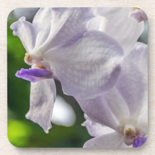 White orchids hard plastic coasters