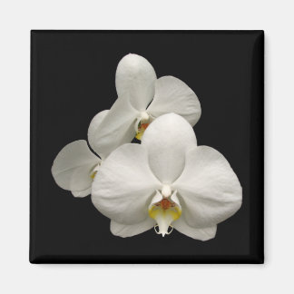 White Orchids Magnet