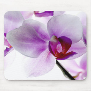 White Orchids Mouse Pad