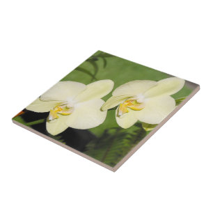 White Orchids on a green background Ceramic Tile