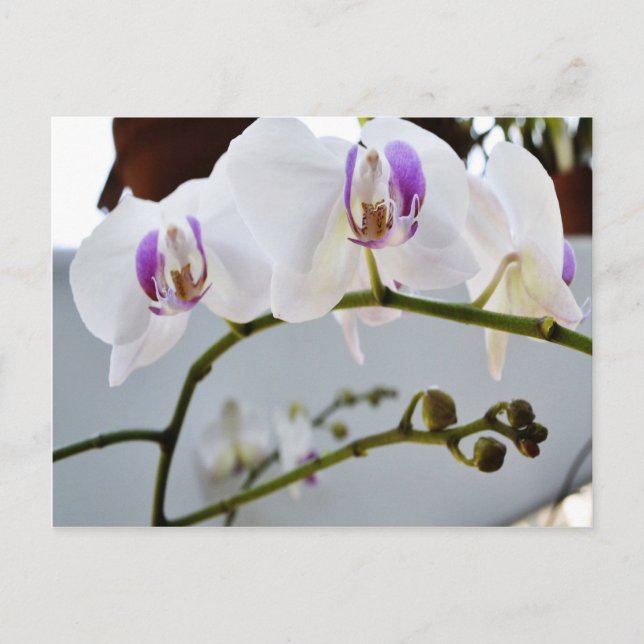 White Orchids on a Vine Postcard (Front)