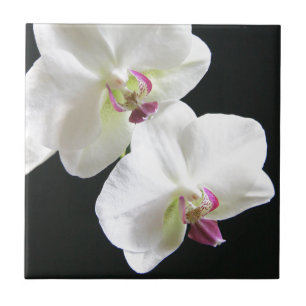 White Orchids on Black Ceramic Tile
