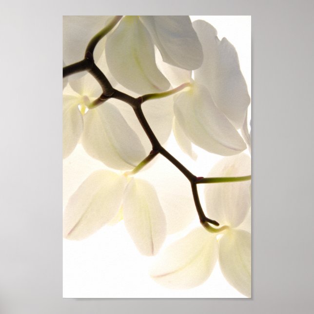 White Orchids on White Poster (Front)