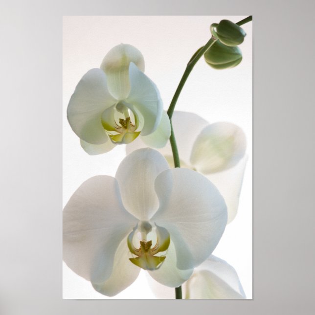 White Orchids Poster (Front)