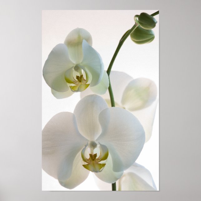 White Orchids Poster (Front)