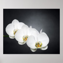 White orchids