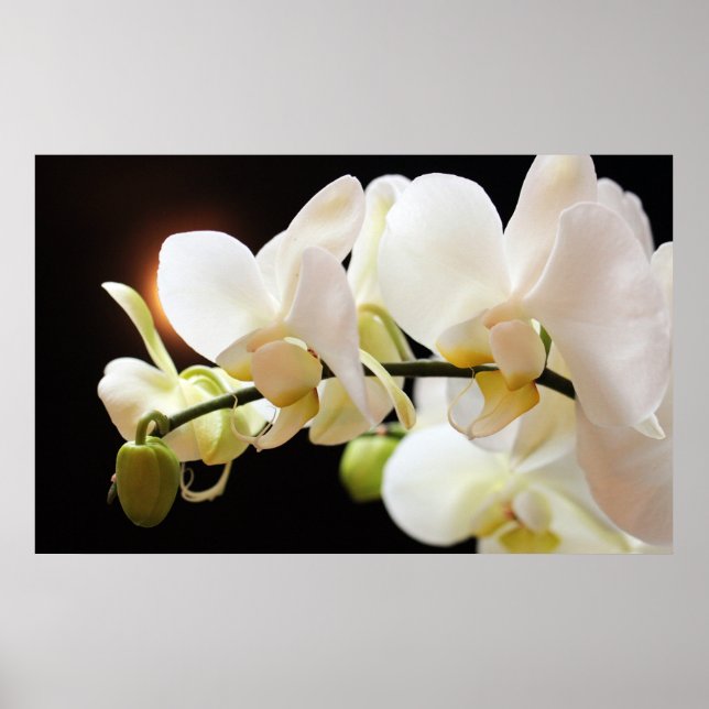 White Orchids Poster (Front)