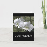 "WHITE ORCHIDS WITH RAINDROPS" (photog)