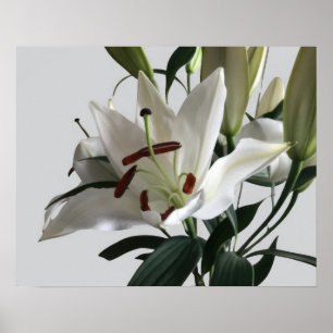 White Oriental Lily Flower Poster