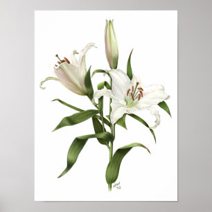 White Oriental Lily Original Art Print
