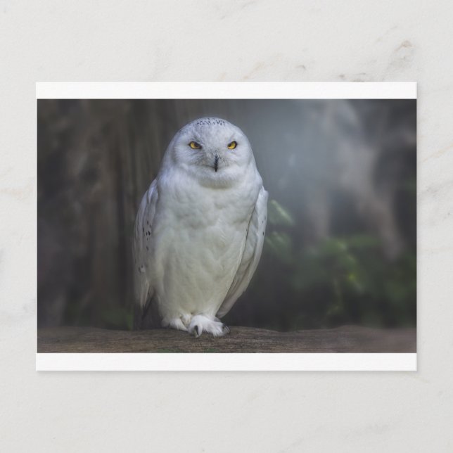 White Owl in Night Postcard (Front)