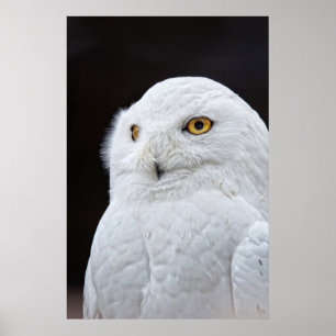 White Owl Poster