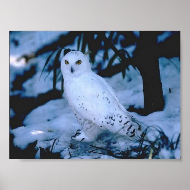 White Owl Poster (Front)