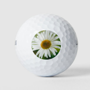 White Oxeye Daisy - Leucanthemum vulgare  Golf Balls