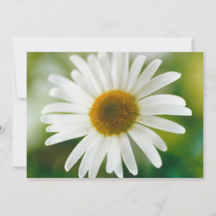 White Oxeye Daisy - Leucanthemum vulgare Invitation