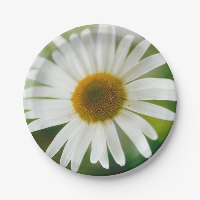 White Oxeye Daisy - Leucanthemum vulgare  Paper Plate (Front)