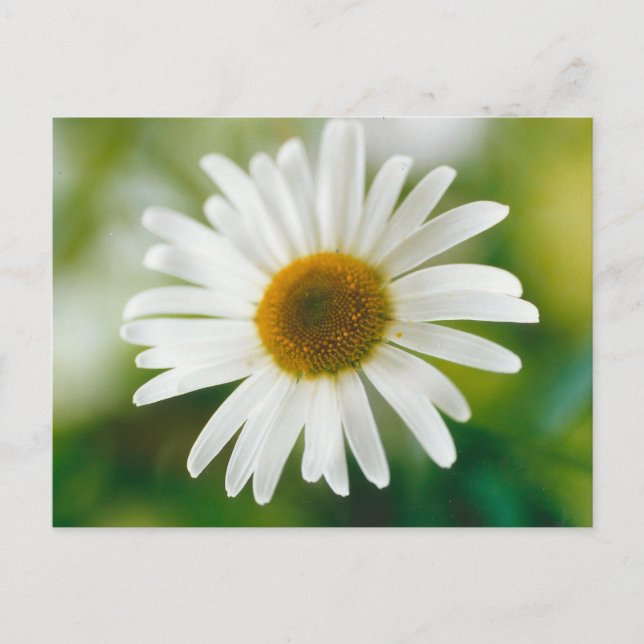 White Oxeye Daisy - Leucanthemum vulgare Postcard (Front)