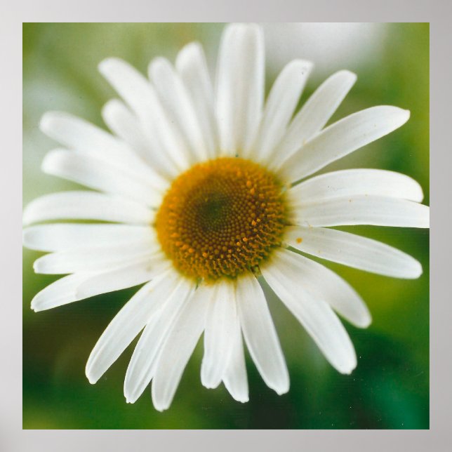 White Oxeye Daisy - Leucanthemum vulgare  Poster (Front)